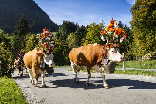 Farmers with a herd of cows on the annual transhumance at Charmey near Gruyeres, Fribourg zone on the Swiss alps