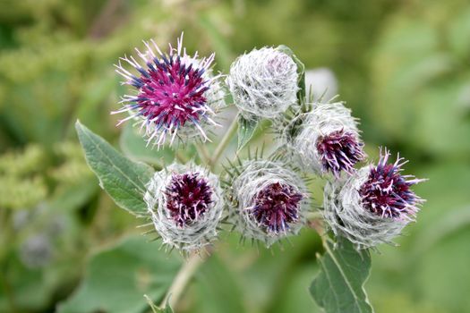 Mountain burdock on slopes of the Slovak Tatra mountains 