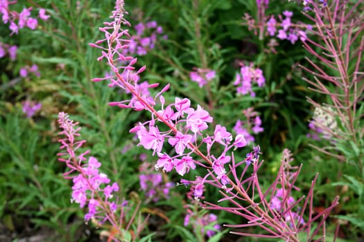 Plant  willow-herb  on slopes of the Slovak Tatra mountains