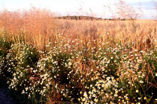 The rural road protected with camomiles at a sunset