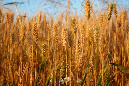 Wheat ears in the field in a sunset