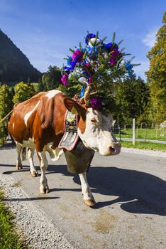 Charmey, Fribourg, Switzerland - SEPTEMBER 26 2015 : Farmers with a herd of cows on the annual transhumance at Charmey near Gruyeres, Fribourg zone on the Swiss alps