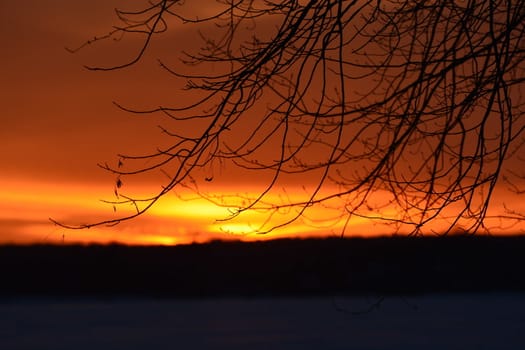 Tree branches hang in front of northern sunset