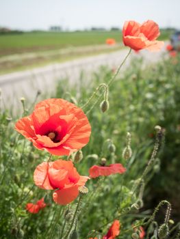 Poppies at the edge of a country road.