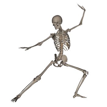 Frontview of human skeleton ready to fight isolated in white background - 3D render