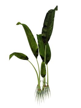 Macrotaeniopteris magnifolia prehistoric plant isolated in white background - 3D render