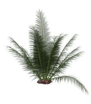 Onychiopsis prehistoric fern isolated in white background - 3D render