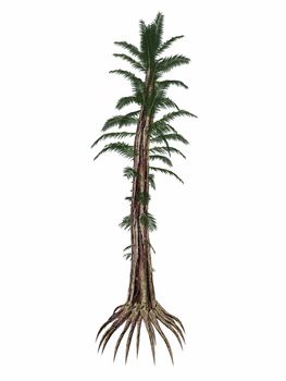 Tempskya prehistoric tree fern isolated in white background - 3D render