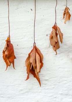 Conceptual Fall Image Of Dry And Withered Dead Leaves Hanging Against A White Wall