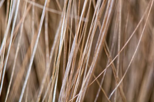 Macro detail of women blond people hairs