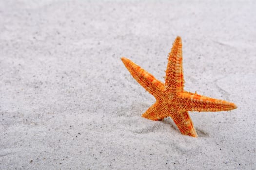 Orange starfish in a grey sand background