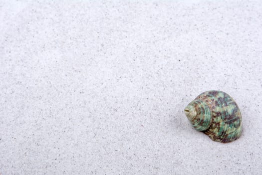 Dark green shell on a grey sand background