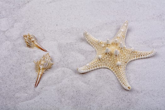 White starfish and two shells on a greay sand