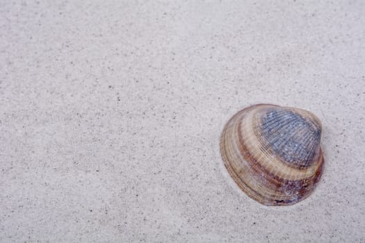 Striped shell on a gray sand background