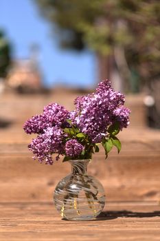 The common lilac plant, Syringa vulgaris, comes in the form of a shrub or a small tree.