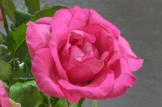 Natural red and pink rose