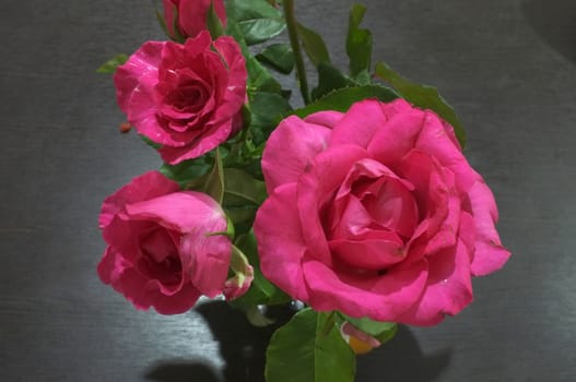 Natural red and pink rose