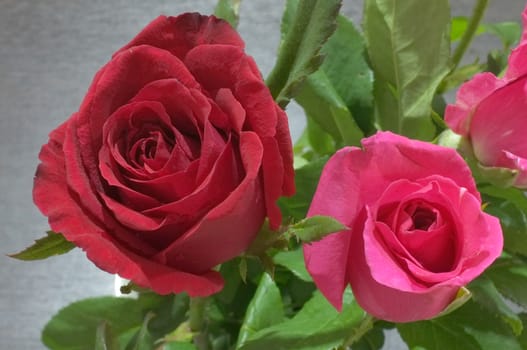 Natural red and pink rose