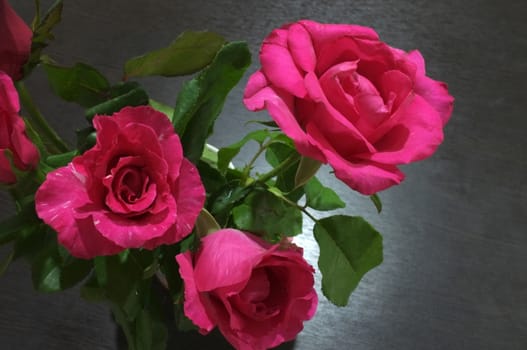 Natural red and pink rose