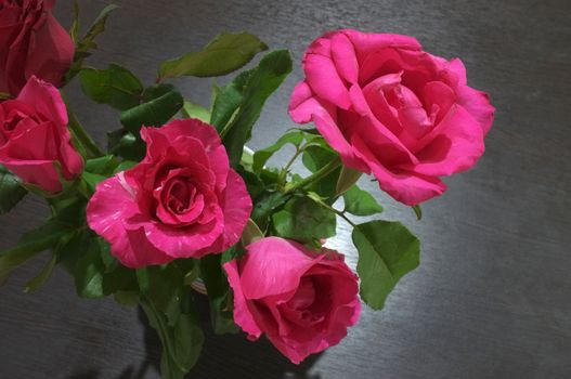 Natural red and pink rose