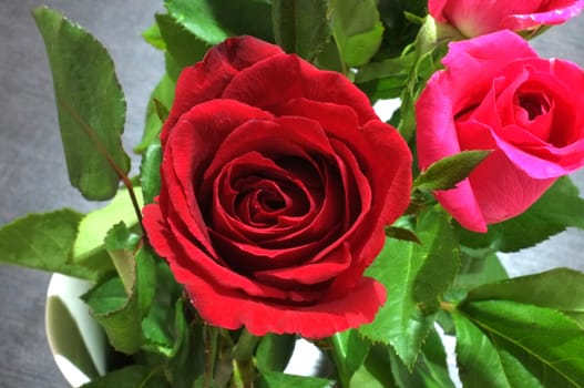 Natural red and pink rose
