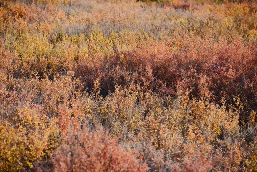 autumn color in denali tundra