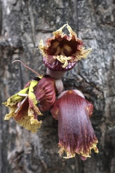 Parasitic plant growing on tree