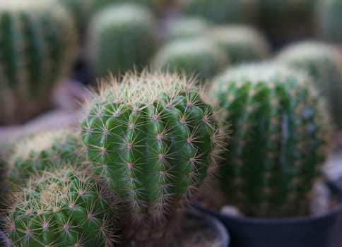 Green cactus ,botanical plant with needles pattern in pot.