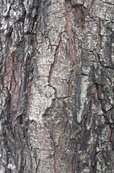 Close up of wood peeling texture