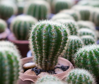 Green cactus ,botanical plant with needles pattern in nature background.