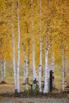 fall color of aspen tree in alaska