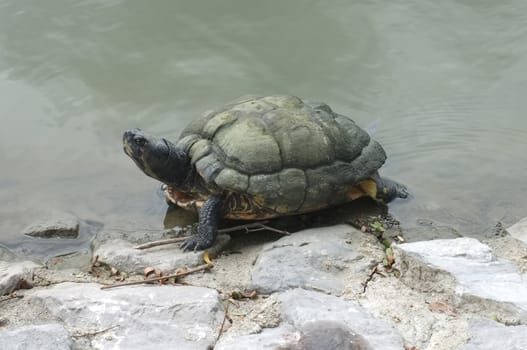 Turtle walking on the rock