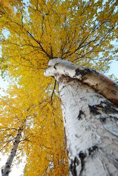 crooked aspen tree