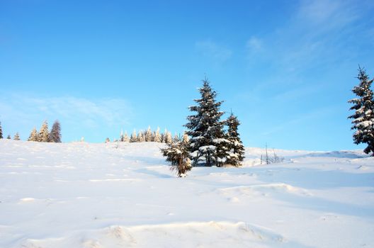 Winter trees in mountains covered with snow