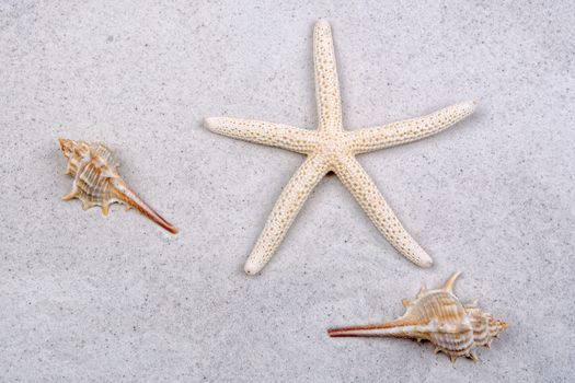 White starfish and two shells on a greay sand