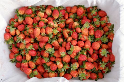Crop at strawberry garden Da Lat, Viet Nam, high tech agriculture to make clean and safe product, fruit from strawberries plant at Dalat, Vietnam, this is food that rich vitamin, good for health