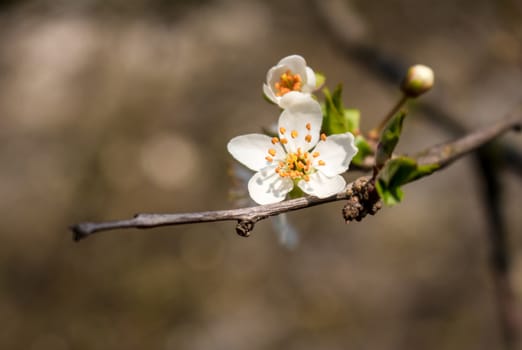 Fragile flower of a wild tree, growing in the nature. Small leaves, early springtime.