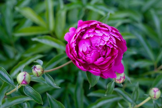 Purple peony flowers and buds on a green

