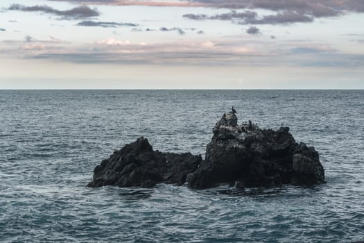 cormorants and seagulls resting on the rock