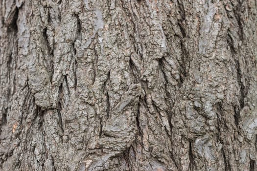 Texture (background) shot of brown tree bark, filling the frame.