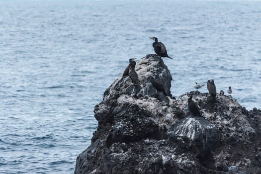 cormorants and seagulls resting on the rock