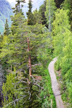 Footpath in summer mountain forest, Rjukan, Norway