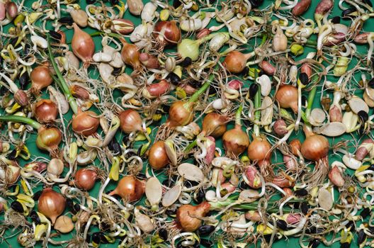 Many sprouted seeds: onion, bean, sunflower and other crops on a green background.