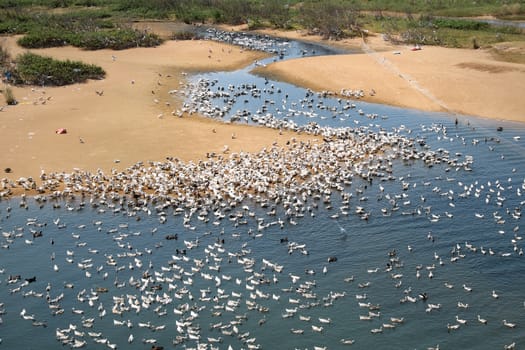 Grazing animal on river, herd of duck on water, poultry breeding at Vietnam