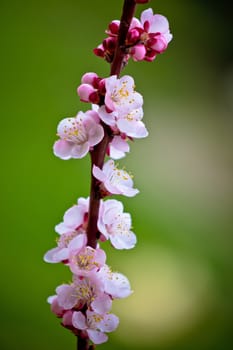 Blossom apricot tree springtime view on green background