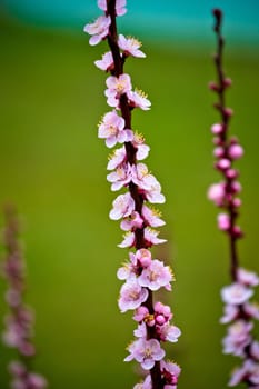 Blossom apricot tree springtime view on green background