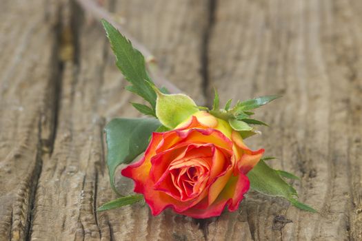 rose on old wooden background