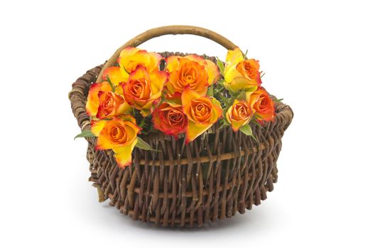 roses in a basket on white background