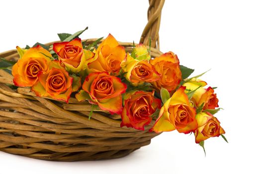 roses in a basket on white background