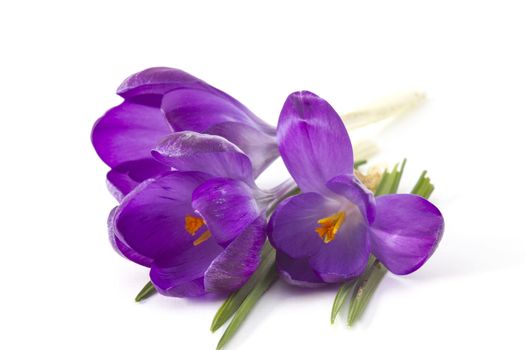 crocus on white background - fresh spring flowers